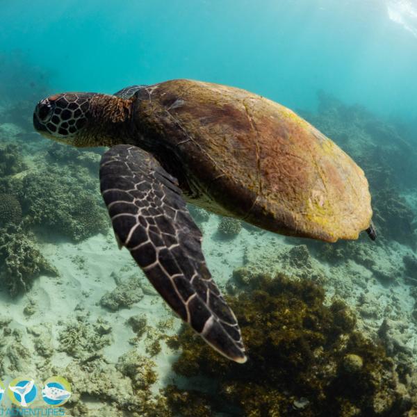 Turtle at Ningaloo Reef