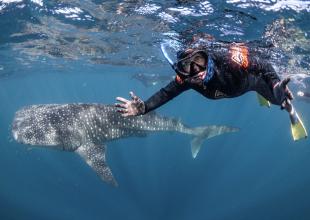 Swimming with the whale sharks 