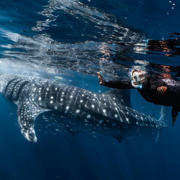 Whale Shark Swim