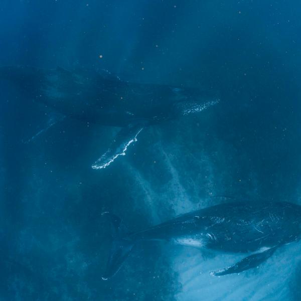 Humpbacks underwater