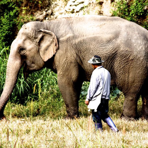 Elephant experience