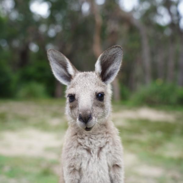 Meet many Kangaroo's along the way