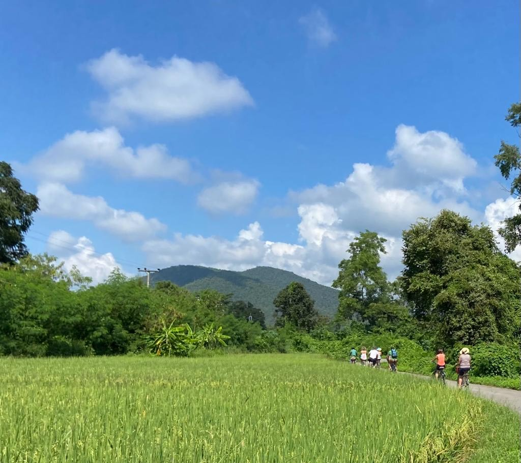 Cycle through rice fields